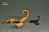 Nom du fichier=ScorpionJozsefZsebe_P.jpg
Taille du fichier=93Ko
Dimensions : 495x330
Ajouté le : 07 Mars 2014 ScorpionJozsefZsebe_P.jpg