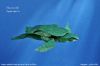 Nom du fichier=SeaTurtleNguyenNgocVu_G.jpg
Taille du fichier=313Ko
Dimensions : 1600x1067
Ajouté le : 22 Juillet 2014 SeaTurtleNguyenNgocVu_G.jpg