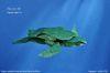 Nom du fichier=SeaTurtleNguyenNgocVu_P.jpg
Taille du fichier=88Ko
Dimensions : 495x330
Ajouté le : 22 Juillet 2014 SeaTurtleNguyenNgocVu_P.jpg