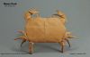 T7-Shore_Crab_28329_P.jpg