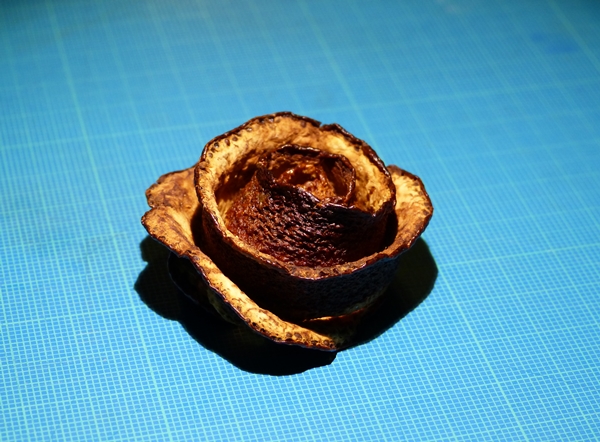 rose_clementine.JPG