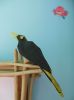 Nom du fichier=crested_oropendola1.JPG
Taille du fichier=401Ko
Dimensions : 745x1000
Ajouté le : 02 Novembre 2012 crested_oropendola1.JPG