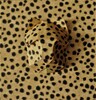 Nom du fichier=Panthere3.jpg
Taille du fichier=697Ko
Dimensions : 1738x1805
Ajouté le : 07 Décembre 2021 Panthere3.jpg