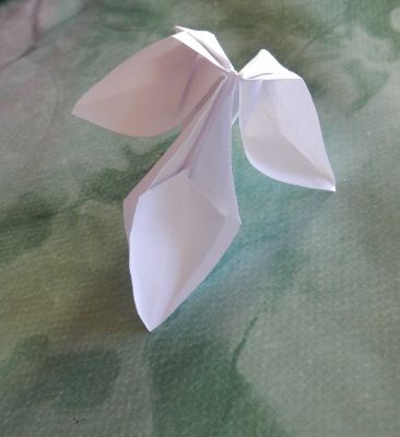 39-Mi-orchidee.JPG