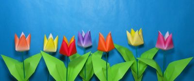 Tulipe 2013

