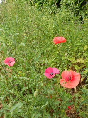 Coquelicot et images de coquelicots.
