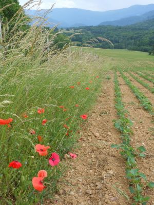 Coquelicots juste avant la pluie.
