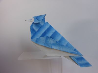 Geai bleu de Prusse, concentration variable
