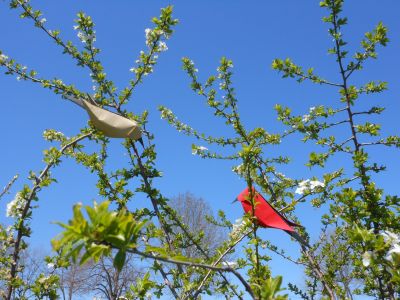 Jour de printemps III
