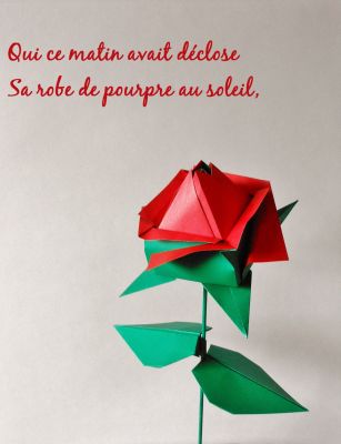 Rose_Pourpre.JPG
