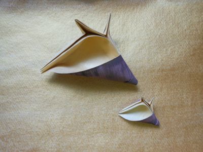 coquillage_oeil_1.JPG