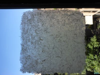 Papier argil 1 pour le modèle Brebis et agneau
