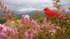 Nom du fichier=Cardinal_VB_2018_-_Copie.JPG
Taille du fichier=374Ko
Dimensions : 2048x1152
Ajouté le : 25 Août 2018 Cardinal_VB_2018_-_Copie.JPG
