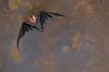 Nom du fichier=Chauve-souris.jpg
Taille du fichier=759Ko
Dimensions : 2736x1824
Ajouté le : 16 Août 2019 Chauve-souris.jpg