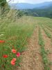 Coquelicot_vrai04.JPG