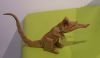 Nom du fichier=Jardin_Pangolin03.JPG
Taille du fichier=412Ko
Dimensions : 1398x821
Ajouté le : 02 Mai 2015 Jardin_Pangolin03.JPG