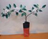 Nom du fichier=Jasmin_2_-_Copie.JPG
Taille du fichier=442Ko
Dimensions : 1189x971
Ajouté le : 24 Novembre 2015 Jasmin_2_-_Copie.JPG