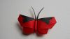 Papillon_OK~0.JPG