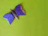 Nom du fichier=Papillon_multiforme_3_-_Copie.JPG
Taille du fichier=588Ko
Dimensions : 1296x972
Ajouté le : 08 Septembre 2015 Papillon_multiforme_3_-_Copie.JPG