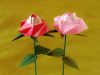 Rose_bicolore_-_Copie.JPG