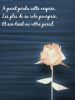 Rose_fanee_3.JPG