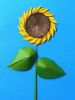 Tournesol2D_-_Copie_28229.JPG