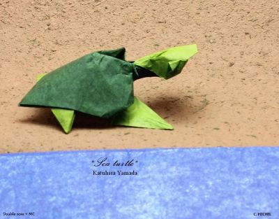 Tortue04.jpg