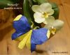 Nom du fichier=Butterfly_-_Do_Anh_Tu.jpg
Taille du fichier=422Ko
Dimensions : 1500x1186
Ajouté le : 04 Décembre 2017 Butterfly_-_Do_Anh_Tu.jpg