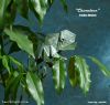 Nom du fichier=Chameleon_-_Paulius_mielinis.jpg
Taille du fichier=230Ko
Dimensions : 1134x1084
Ajouté le : 26 Janvier 2014 Chameleon_-_Paulius_mielinis.jpg
