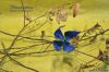 Nom du fichier=Clematis_sibirica_-_Dzmitry_Lysiuk.jpg
Taille du fichier=520Ko
Dimensions : 1500x991
Ajouté le : 06 Novembre 2017 Clematis_sibirica_-_Dzmitry_Lysiuk.jpg