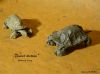 Nom du fichier=Desert_tortoise_-_Robert_Lang.jpg
Taille du fichier=145Ko
Dimensions : 924x688
Ajouté le : 01 Mars 2014 Desert_tortoise_-_Robert_Lang.jpg