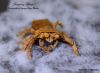 Nom du fichier=Jumping_Spider_-_Nguyen_Ngoc_Thanh.jpg
Taille du fichier=213Ko
Dimensions : 1500x1098
Ajouté le : 29 Octobre 2018 Jumping_Spider_-_Nguyen_Ngoc_Thanh.jpg
