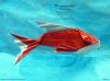 Nom du fichier=Ornamental_Fish_-_Rodrigo_Lopes.JPG
Taille du fichier=269Ko
Dimensions : 1459x1094
Ajouté le : 24 Décembre 2012 Ornamental_Fish_-_Rodrigo_Lopes.JPG