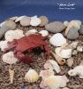 Nom du fichier=Task_07-Shore_crab.jpg
Taille du fichier=415Ko
Dimensions : 1102x1164
Ajouté le : 15 Novembre 2016 Task_07-Shore_crab.jpg