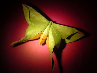 Mudarri Luna Moth
DE Michael LAFOSSE. Soie Unryu contrecollé Soie Métallisé (30 cm). Plié en sept 2011.
