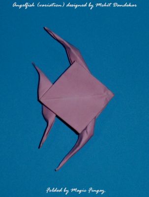 Angelfish (variation) designed by Mohit Dandekar
http://www.youtube.com/watch?v=rThFc3lz-20&feature=youtu.be

