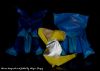 Mouse_designed_and_folded_by_Magic_Fingaz.jpg