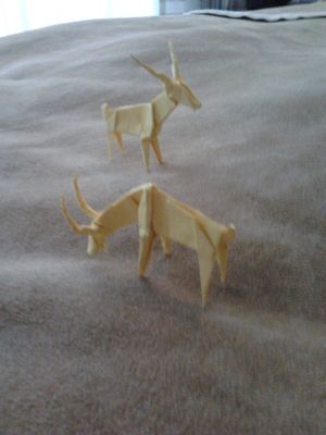 Gazelles_2_et_3.jpg