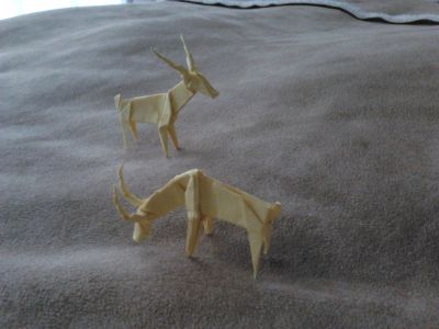 Gazelles_2_et_3_.jpg