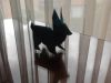 Lapin1_Steven_Casey_ousa_2008.jpg