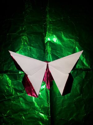 Papillon de lafosse
