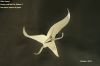 Alien_Vessel__pics_2.jpg