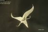 Alien_Vessel__pics_2~0.jpg