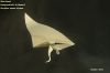Alien_Vessel~0.JPG