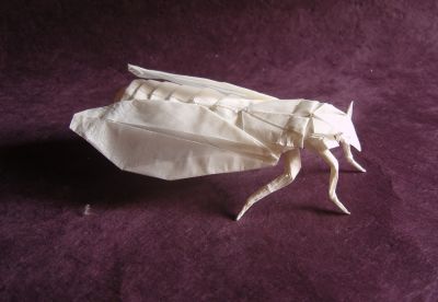 cicada_28329.JPG