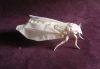 cicada_28329.JPG