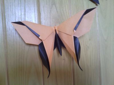 Luna Moth de M. Lafosse
