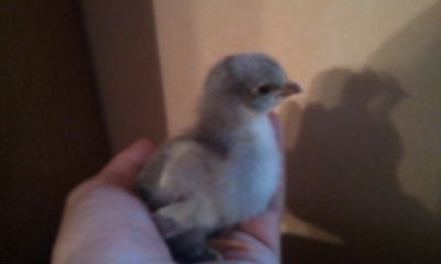 chocobo
