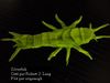 Nom du fichier=Silverfish.JPG
Taille du fichier=28Ko
Dimensions : 456x342
Ajouté le : 31 Juillet 2013 Silverfish.JPG
