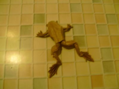 poison dart frog de mr.lang
plier dans du papier kraft
